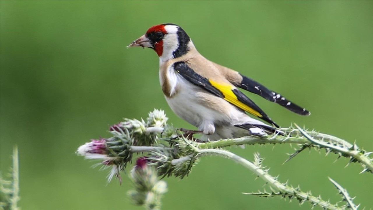 Kaçak kuş ticaretine 6 milyon liralık ceza