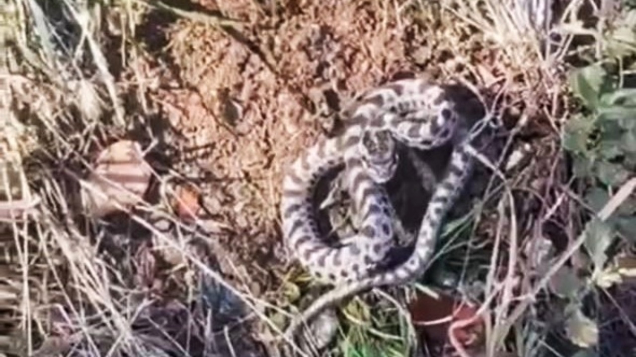 Mantar ararken göz göze geldi: Türkiye'nin en zehirli yılanlarından biri!