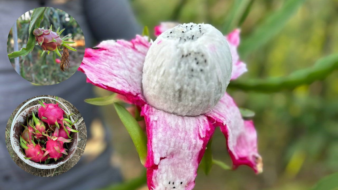 İthal sanılan meyve artık Hatay’da yetişiyor: Kilosu 180 lira