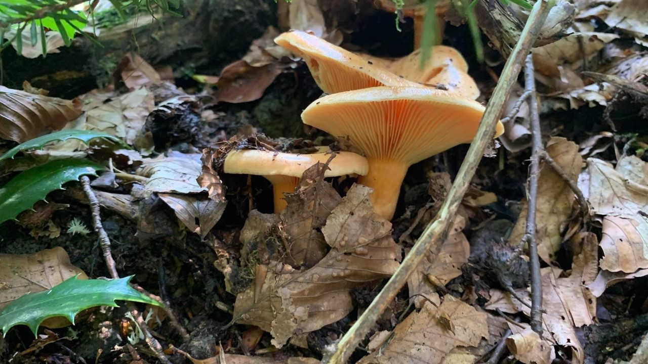 Mantarlar arttı, zehirlenmeler başladı