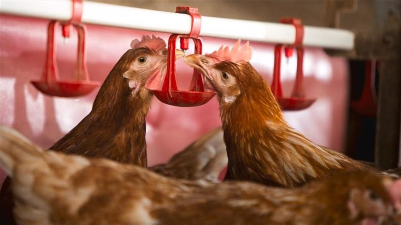 Salgın başladı, 400 binden fazla hayvan itlaf edildi