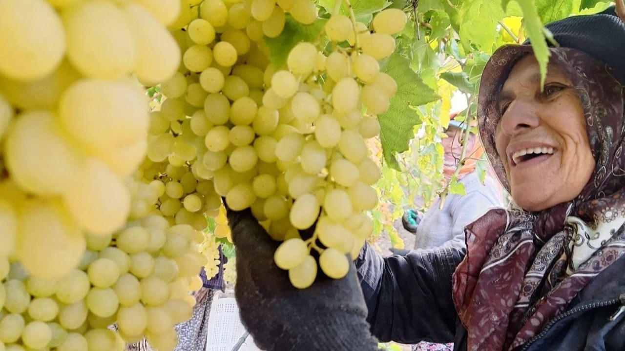 Sonbahar bitiyor, üzüm hasadı durmuyor