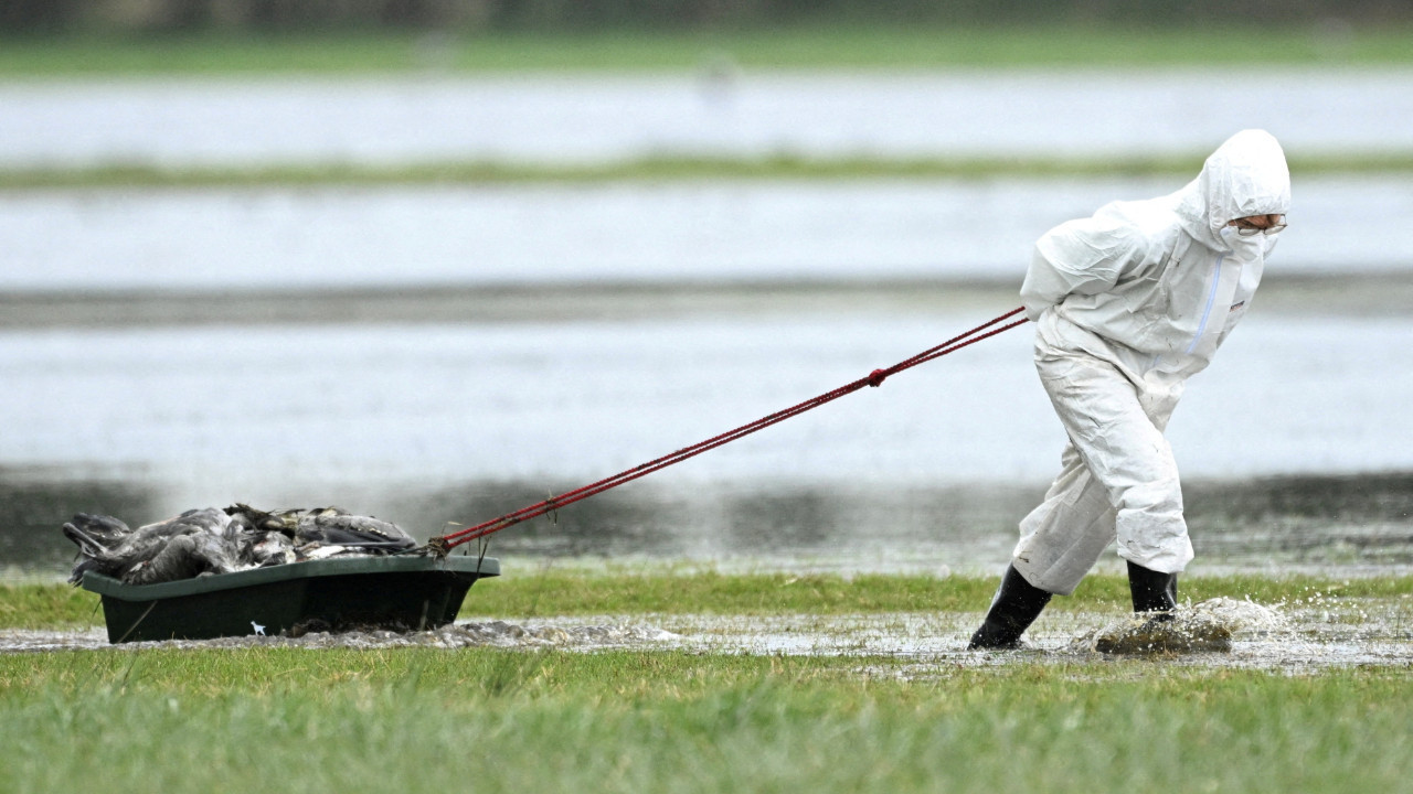 Kuş gribi krizi: 2 milyon hayvan itlaf edildi