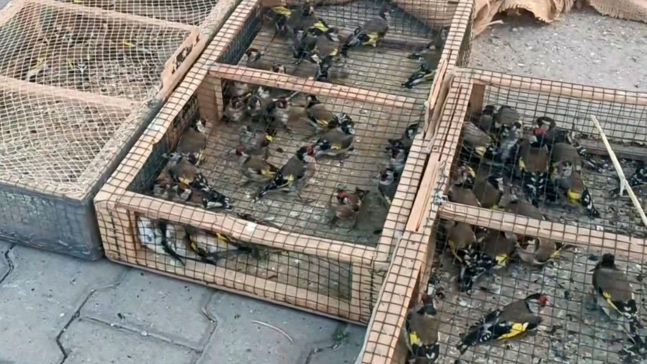 Saka kuşları kurtarıldı: 655 bin 70 TL ceza kesildi