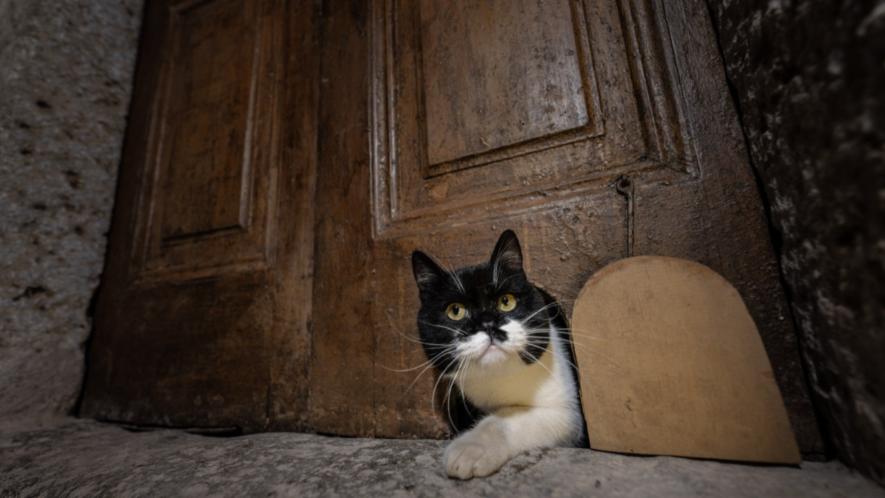 Topkapı Sarayı’nda tarih yeniden canlandı: “Şerbet” kedi kapısından geçti