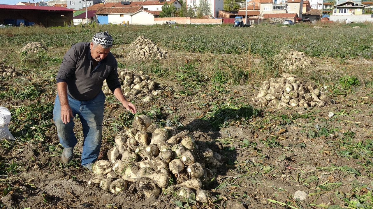Şeker pancarı hasdı başladı: 350 bin ton üretiliyor