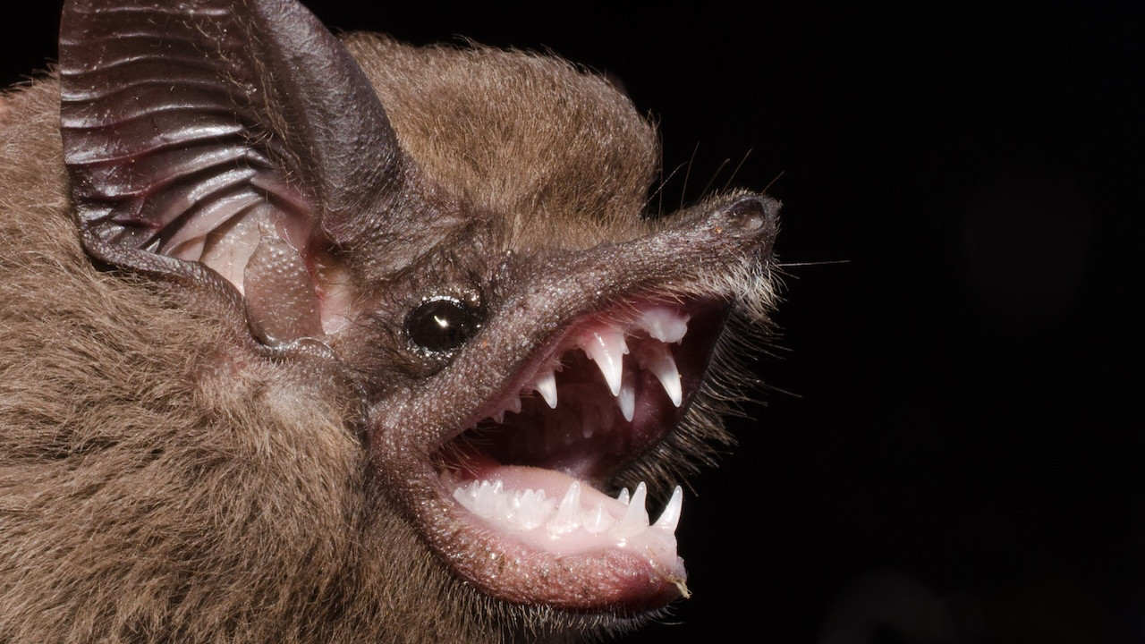 Covid-19 hortluyor mu? Yarasadan çıkanlar panik yarattı