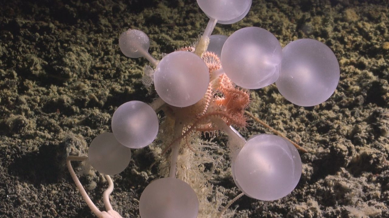 Derin denizde bulundu: 'Ölüm topu' avcı deniz süngeri