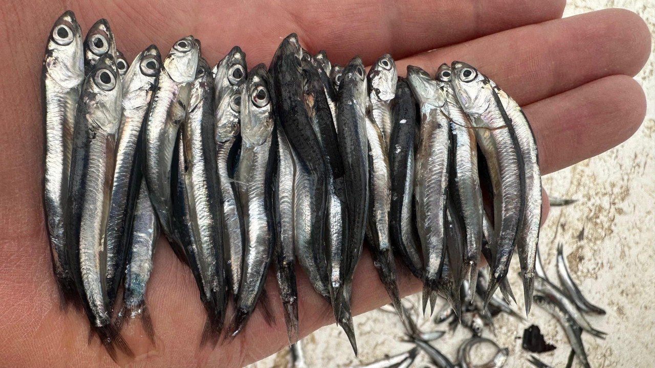 Karadeniz alarm veriyor! Aşırı avcılık hamsiyi küçülttü