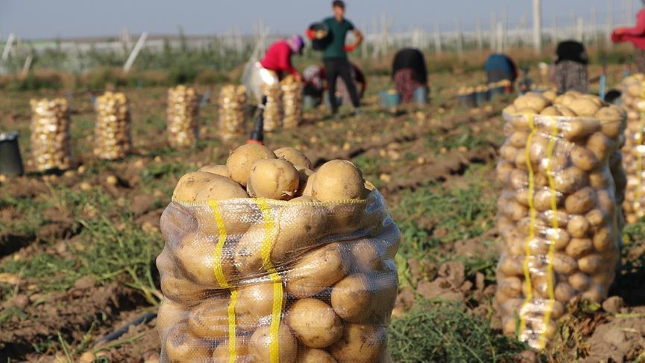Patates zam şampiyonu: Tarlada 5, markette 25 lira