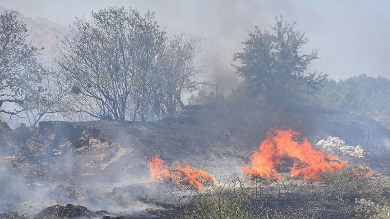 Çocuk yangın çıkardı, zeytin ağaçları kül oldu