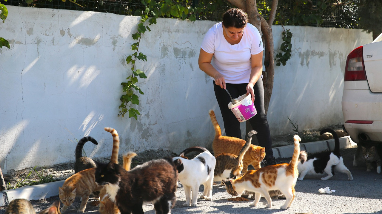 Depremzede kadın, sahipsiz kedilere kucak açtı