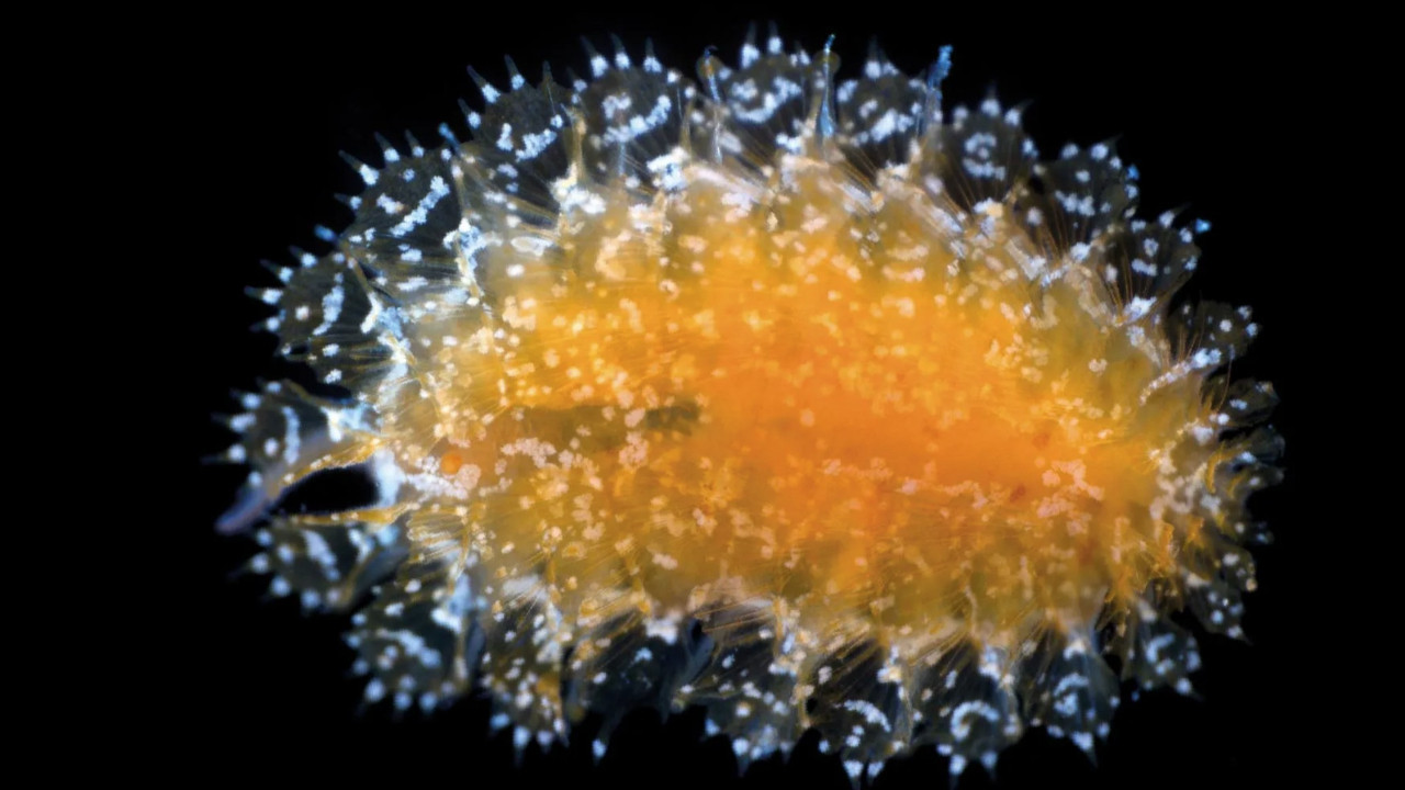 Bilim insanları okyanuslardaki 14 yeni türü tanımladı