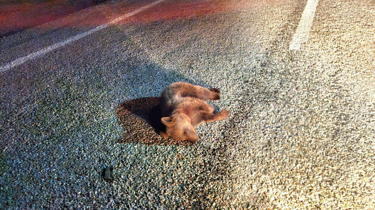 Yavru ayı yol kenarında ölü bulundu