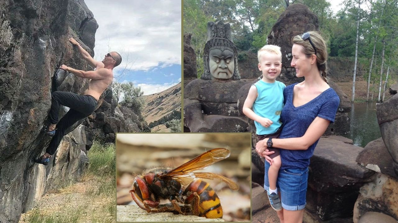 Okul müdürü ve oğlu, dev eşek arıları tarafından öldürüldü