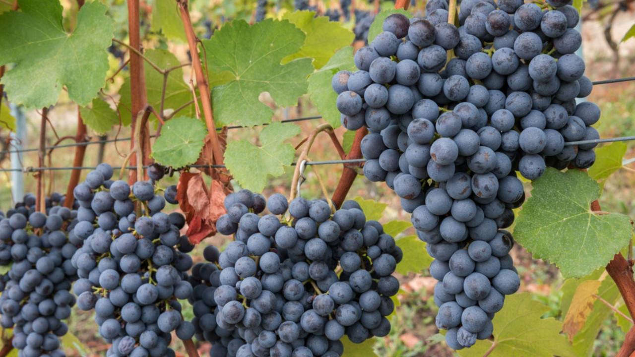 Bilim insanları uyarıyor: Son teknolojiyle bile üç tarım ürününü kurtaramayabiliriz