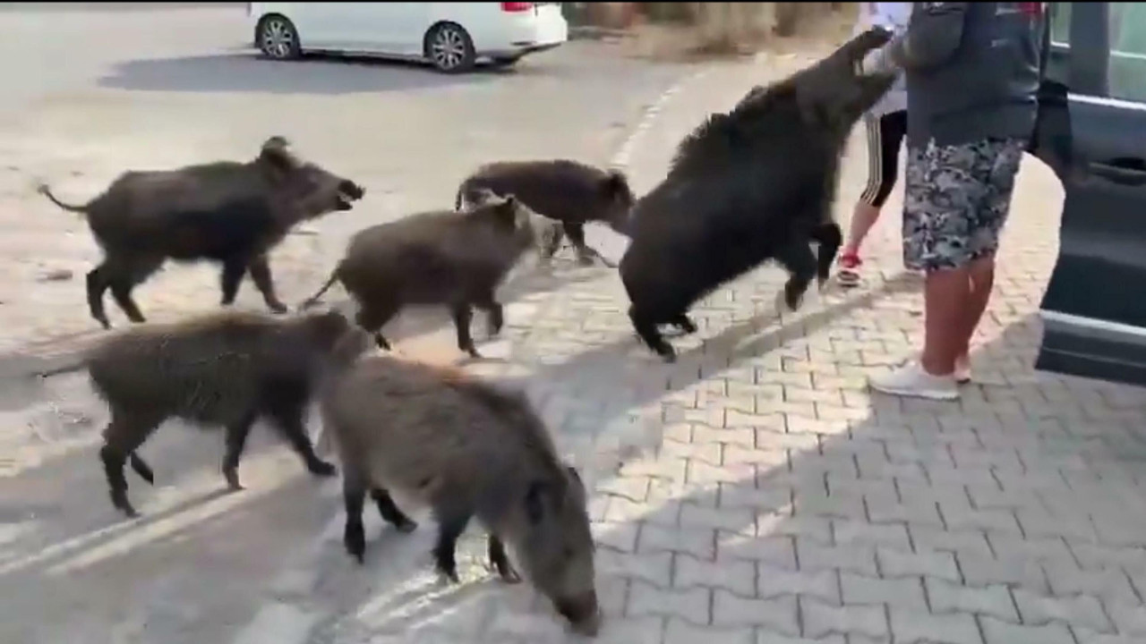 Domuz çitfliği değil, Kuşadası