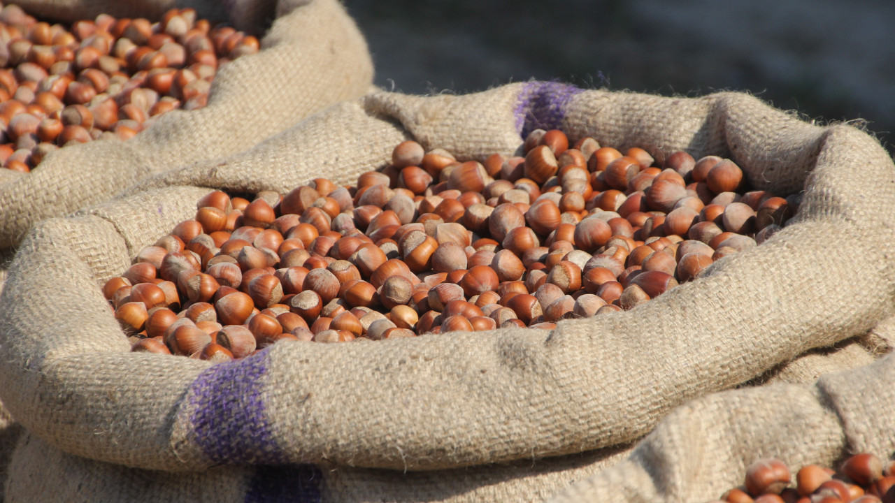 Fındık üreticilerinden Ferrero'ya manipülasyon tepkisi