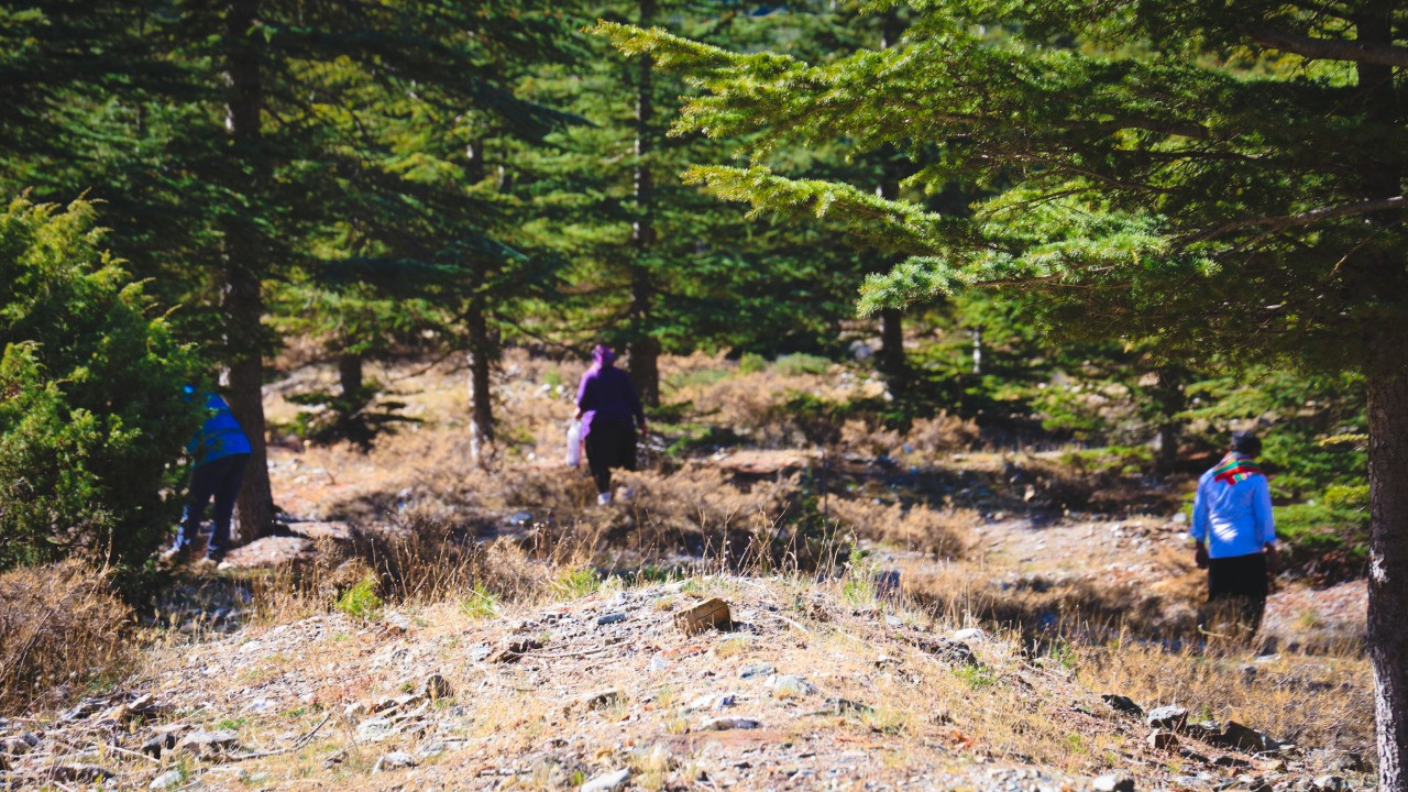 Kilosu etle yarışıyor, Japonların gözdesi: Köylüler toplamaya başladı