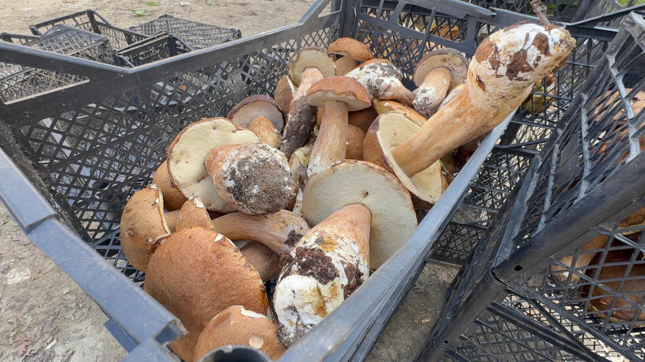 Popülasyon yok oldu, fiyatlar 500 liraya dayandı