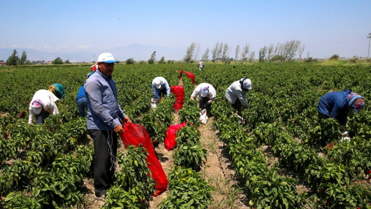 Hasat devam ediyor: Kilosu 15 TL