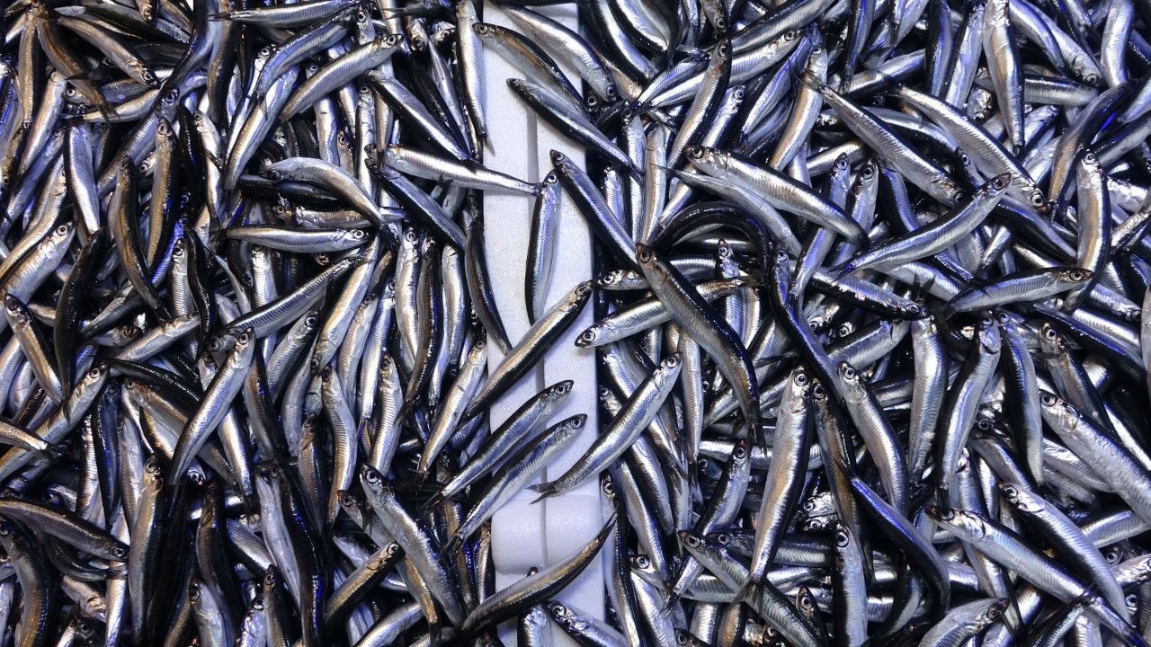 Hamside bolluk dövize dönüşmedi