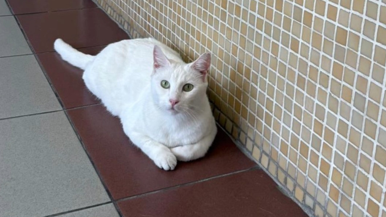 Yeni başsavcıdan ilk talimat: Kedileri toplayın