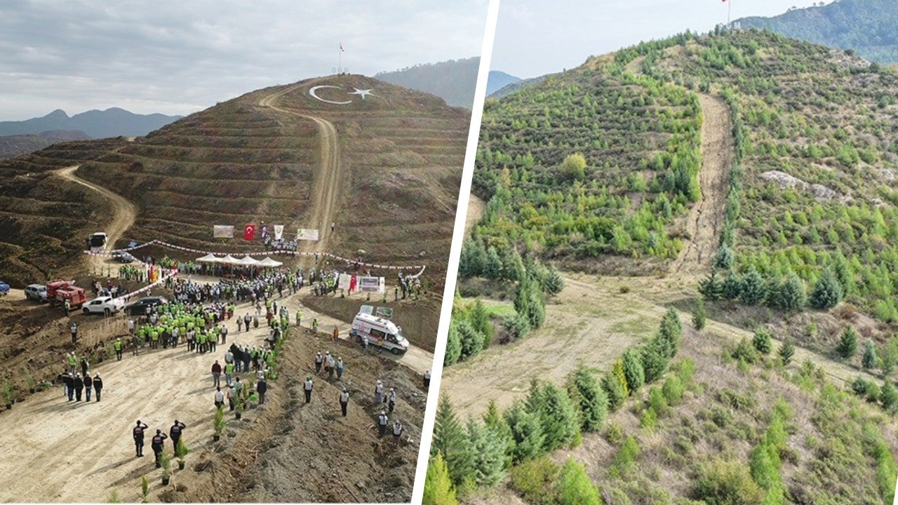 6 yıl önce yangında kül olan alanlar yeniden yeşile dönüştü