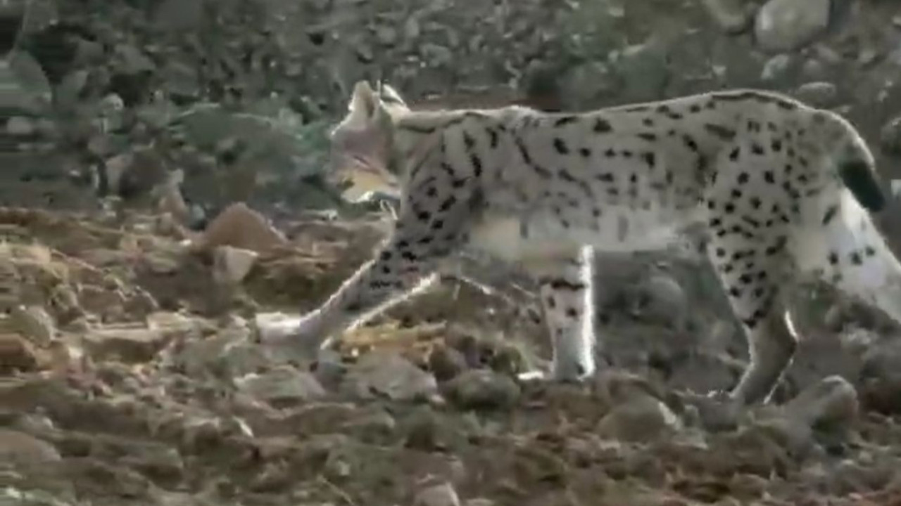 Hakkari’de ender rastlanan vaşak böyle görüntülendi