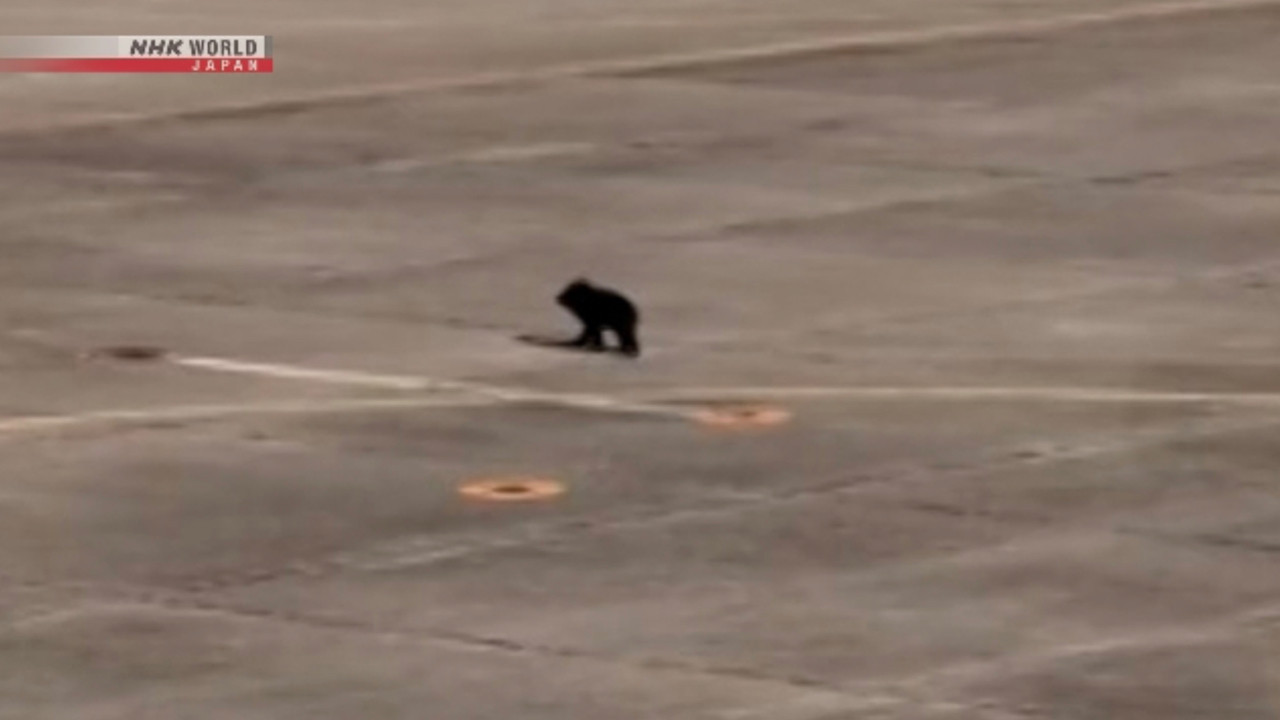 Ayı piste girdi, uçuşlar durduruldu