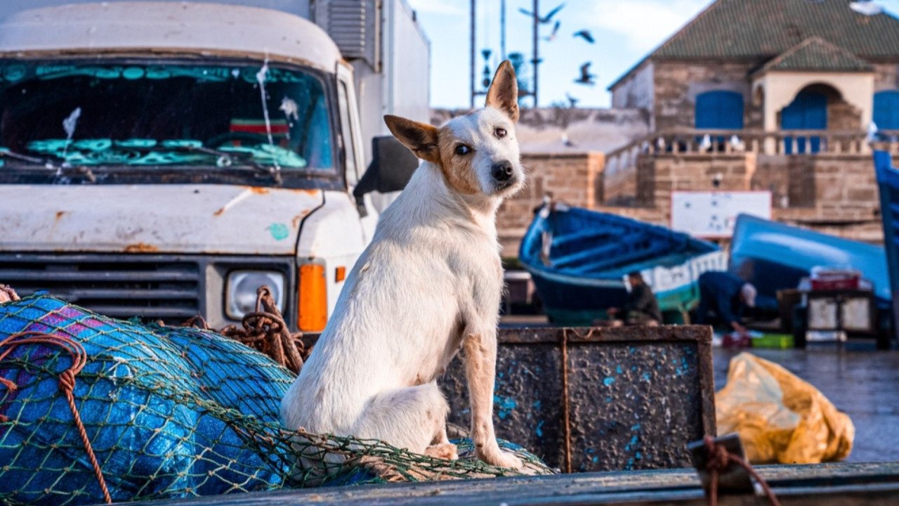 Dünya Kupası öncesi skandal: Binlerce sokak köpeğini öldürüyorlar