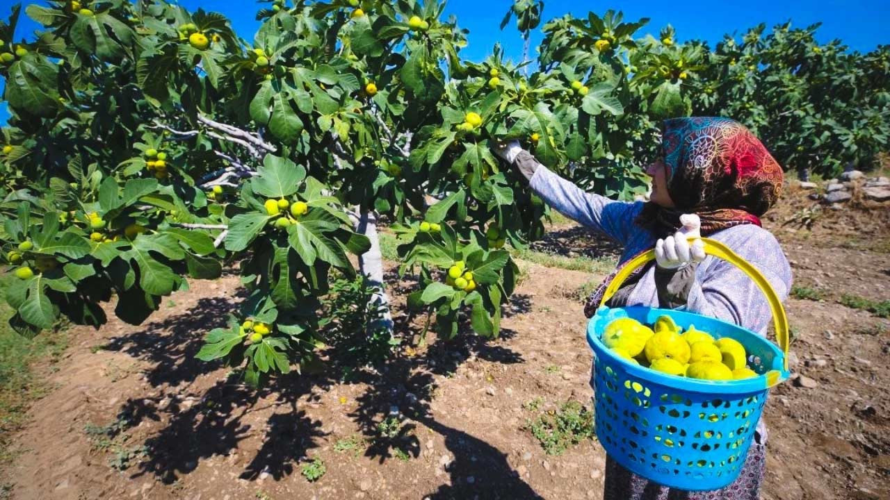 Narenciyede kayıp büyüdü
