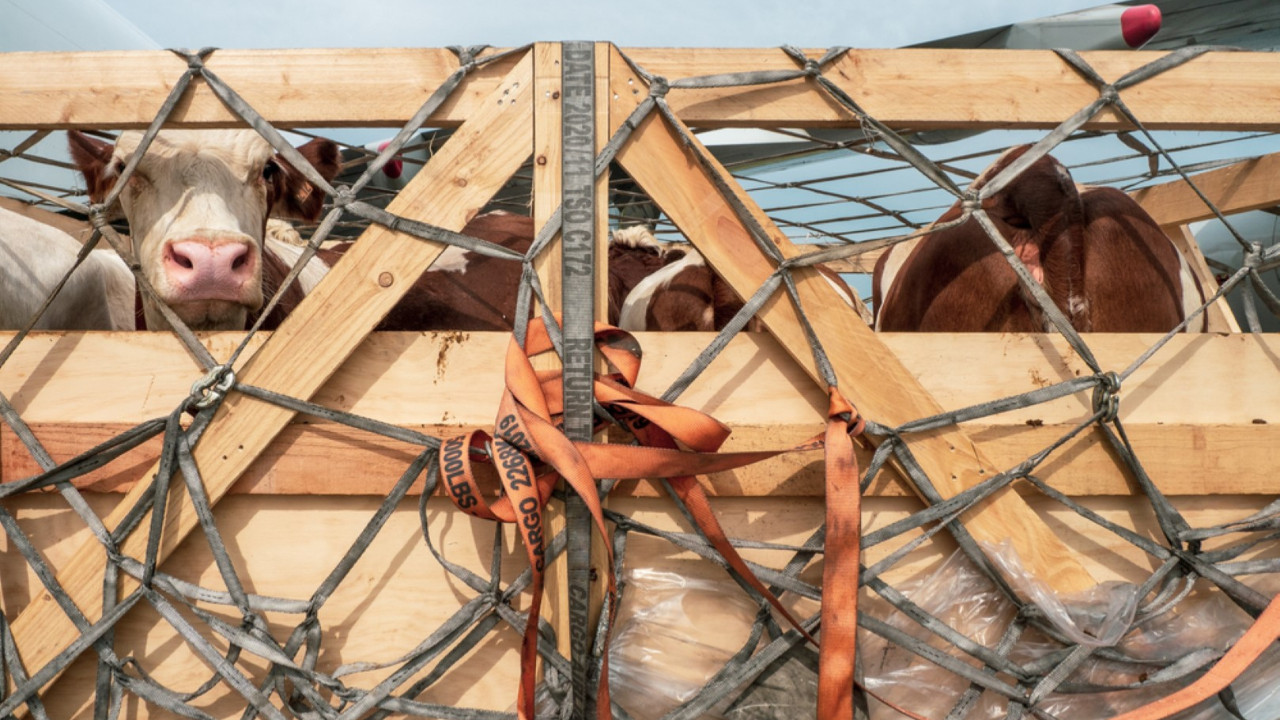 Bandırma'da sığır krizi: Türkiye 'usulsüzlük', Uruguay 'anlaşmazlık' dedi