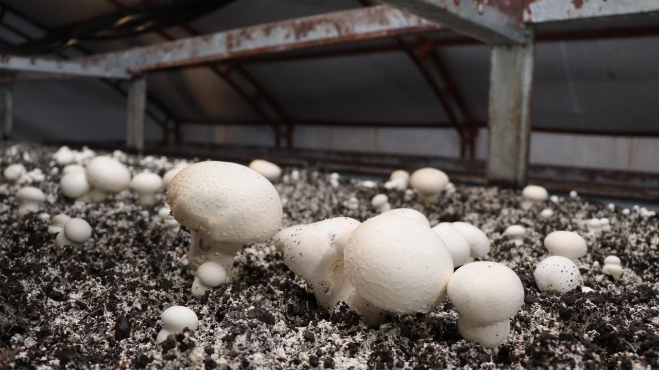 İstanbul’daki işini bırakıp Erzurum’da mantar çiftliği kurdu: Yılda 80 ton üretiyor