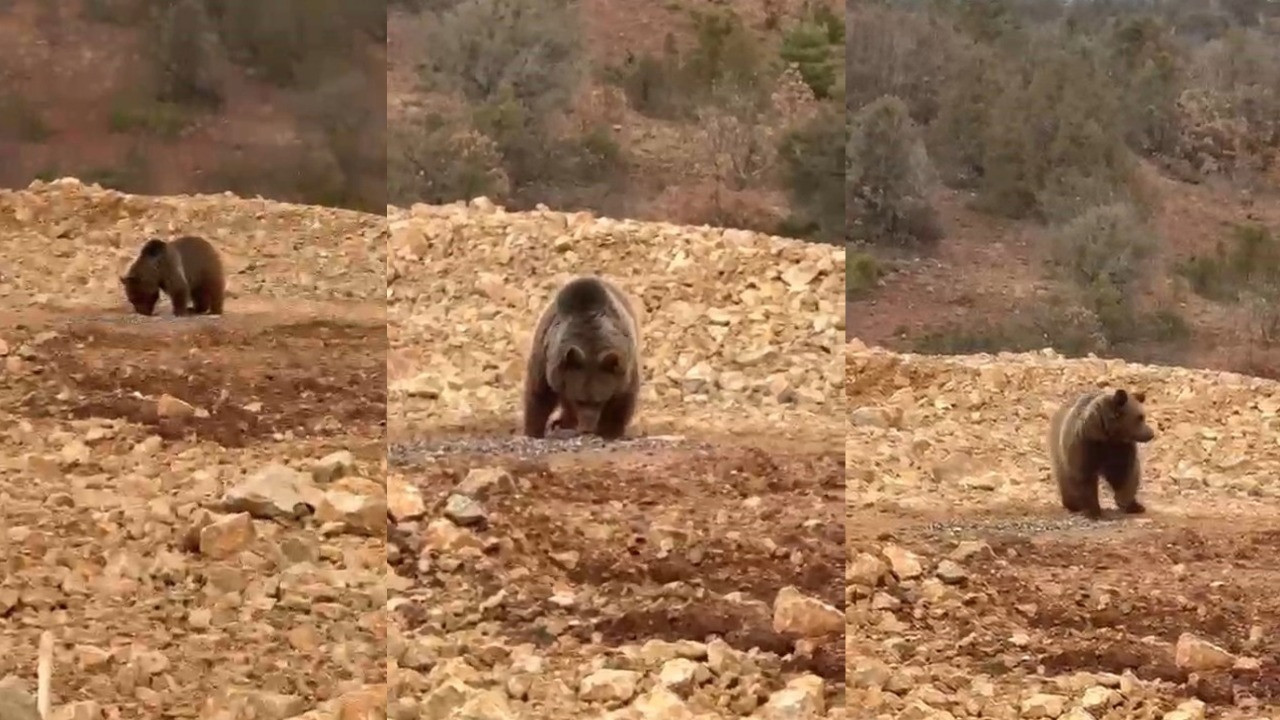 Yol kenarında gördükleri ayıya 'hamsi' ziyafeti verdiler