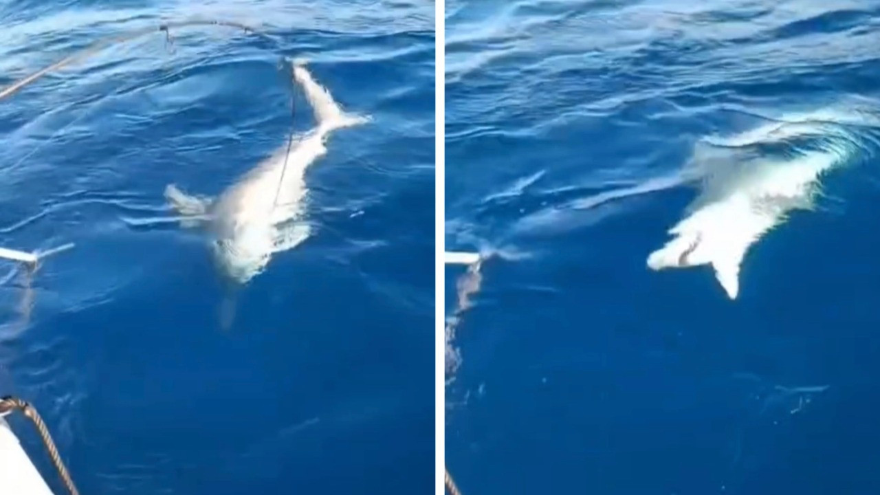 Amatör balıkçının oltasına köpek balığı takıldı