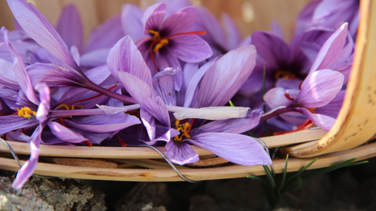 Denemek için ekti, dünyanın en pahalı baharatını yetiştirdi