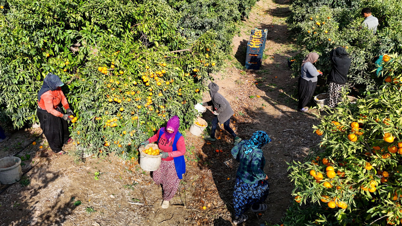 İşçi 'paydos' dedi, dalında kaldı, fiyatı çakıldı