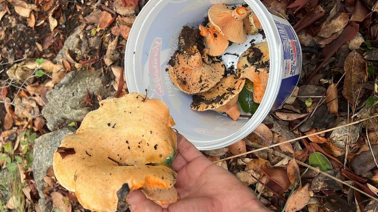 Ormandan topladığı mantarı yedi, yaşam mücadelesi veriyor