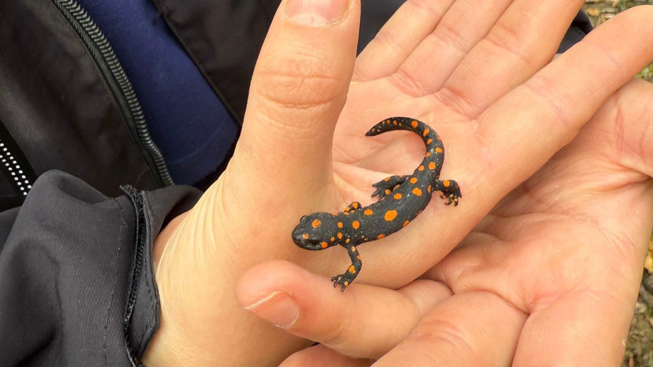 Nadir rastlanan benekli semender Van'da görüldü