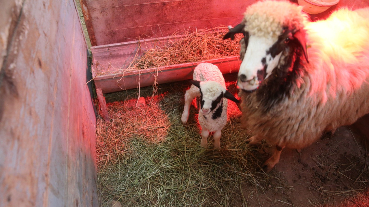 Tesiste Karayaka koyunu geliştiriliyor: İlk kuzular doğdu