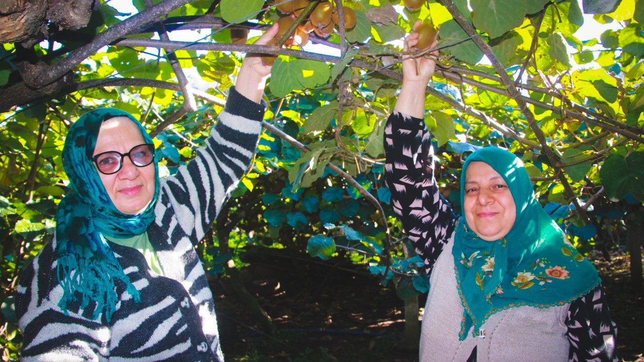 Hasat başladı: 500 milyon TL katkı bekleniyor