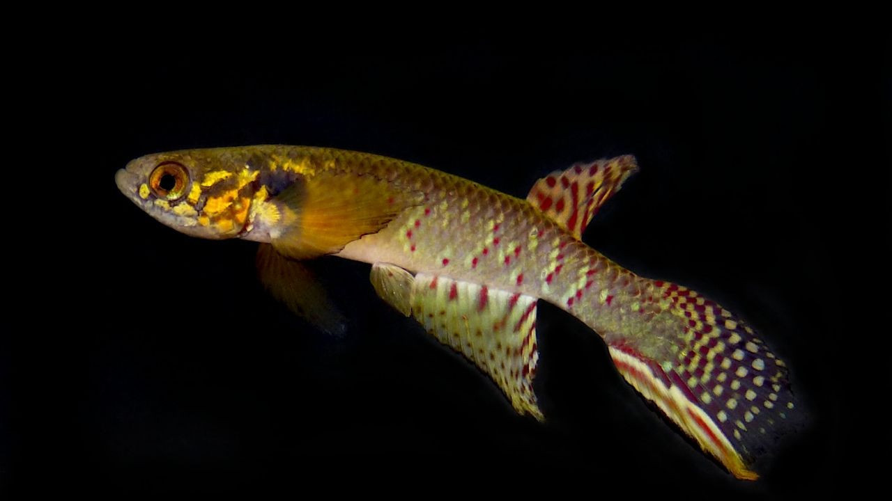 Nesli tükendi sanılıyordu, 20 yıl sonra ortaya çıktı