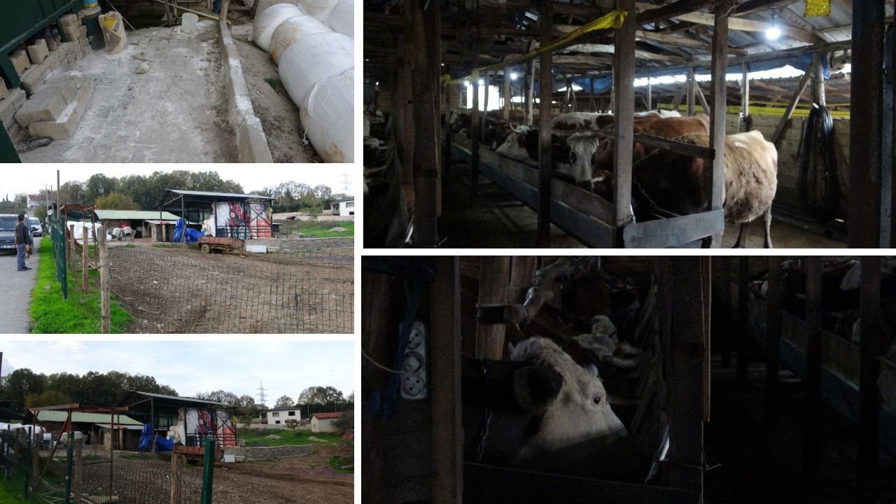 Şile'de şap alarmı! Üç köy karantinada