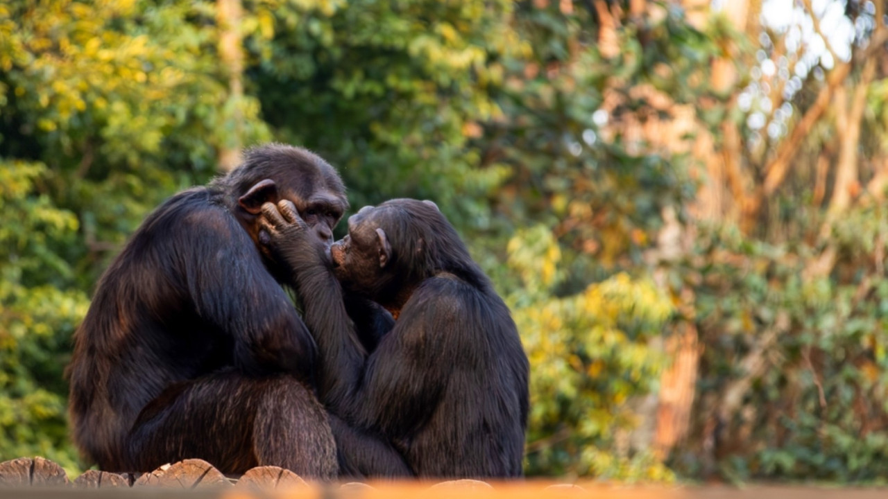 İlk öpüşmenin izini sürdüler, 21 milyon yıllık gerçeği buldular