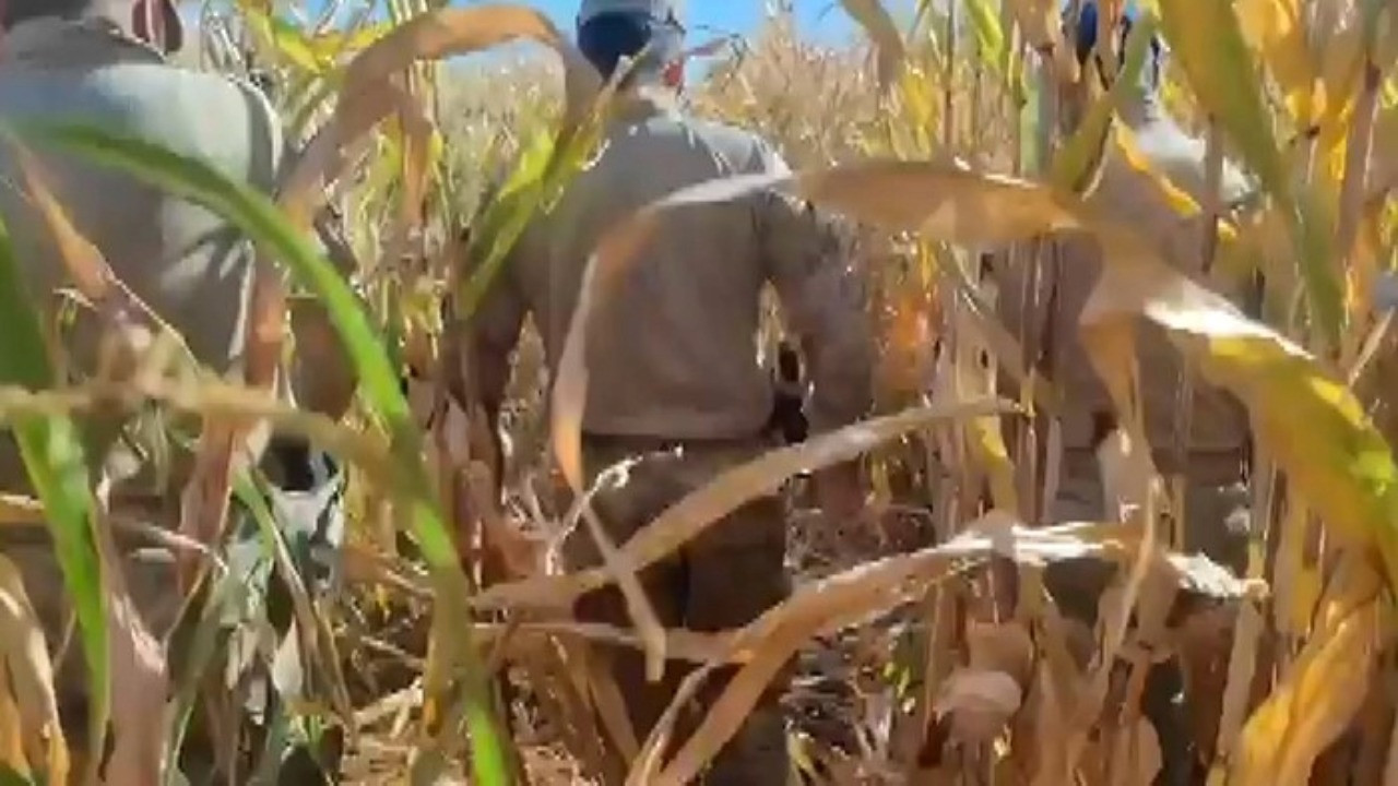 Mısır tarlası patlayıcı yuvası olmuş: 9 gözaltı