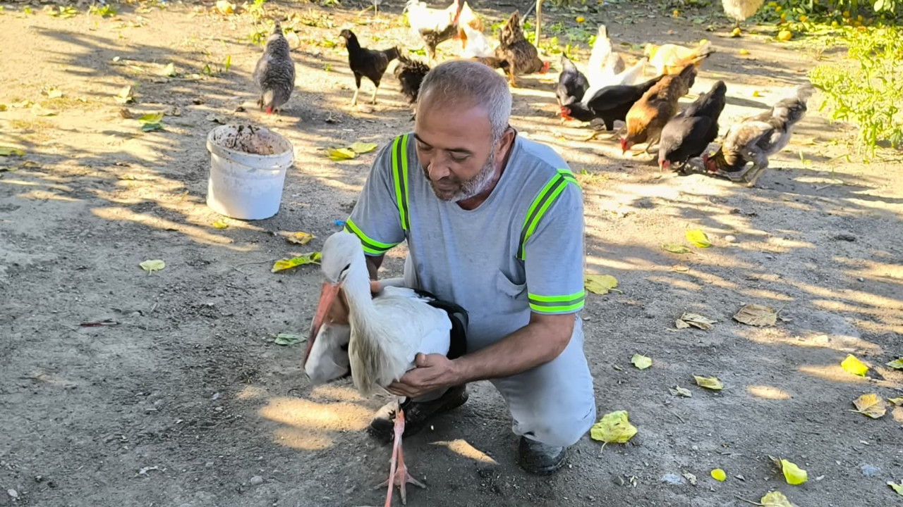 Uçamayan leylek yardım için bahçesine geldi… Balıkla besleyip yetkililere teslim etti