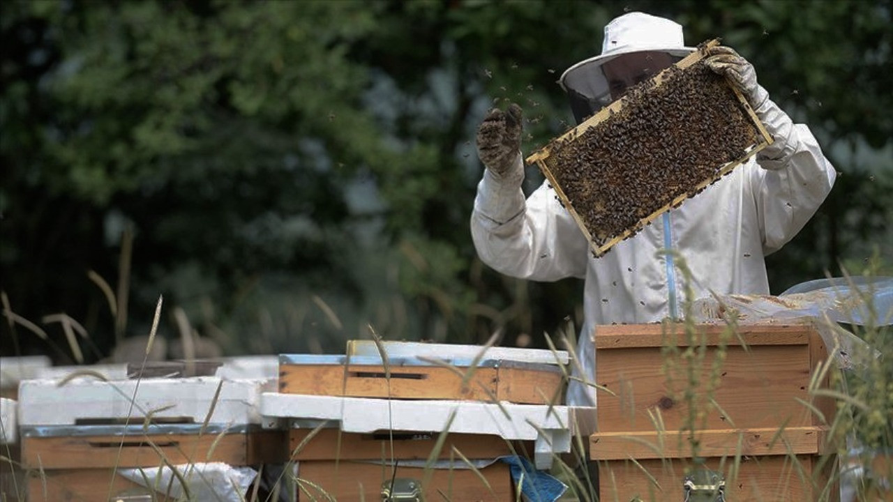 Türkiye'de bir ürün daha Avrupa Birliği'nden coğrafi işaret tescili aldı