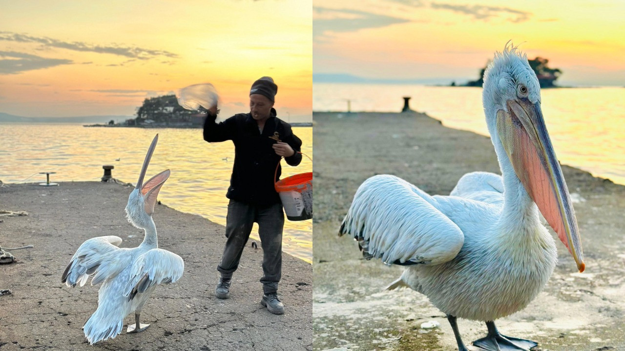 Sahile çıkan pelikanı, balıkla beslediler