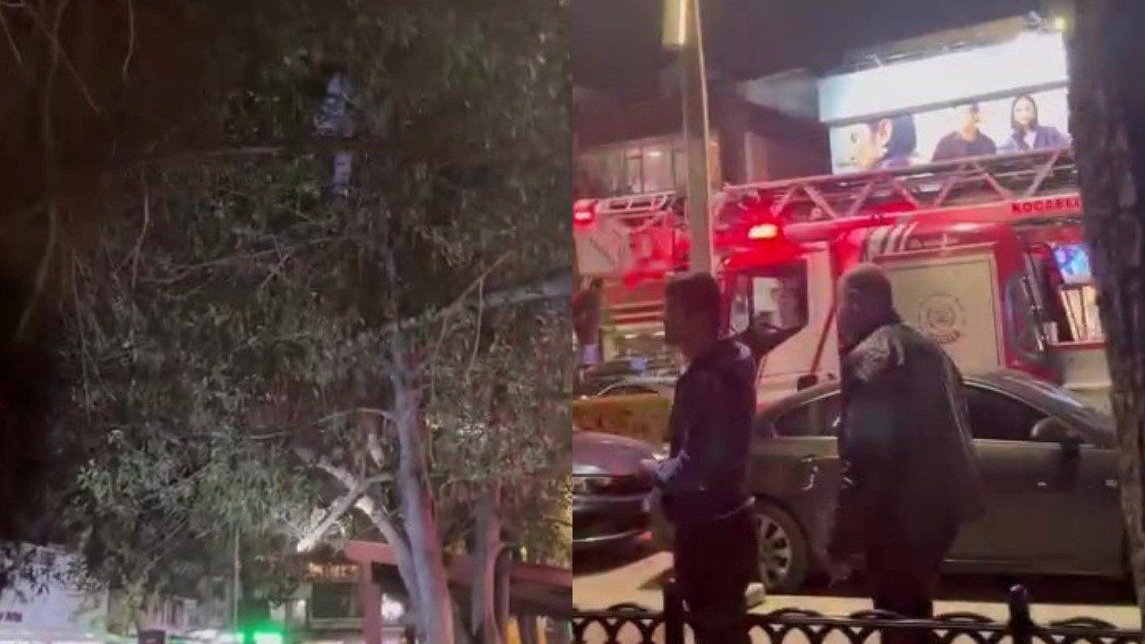Topunu almak için çıktığı ağaçtan inemedi